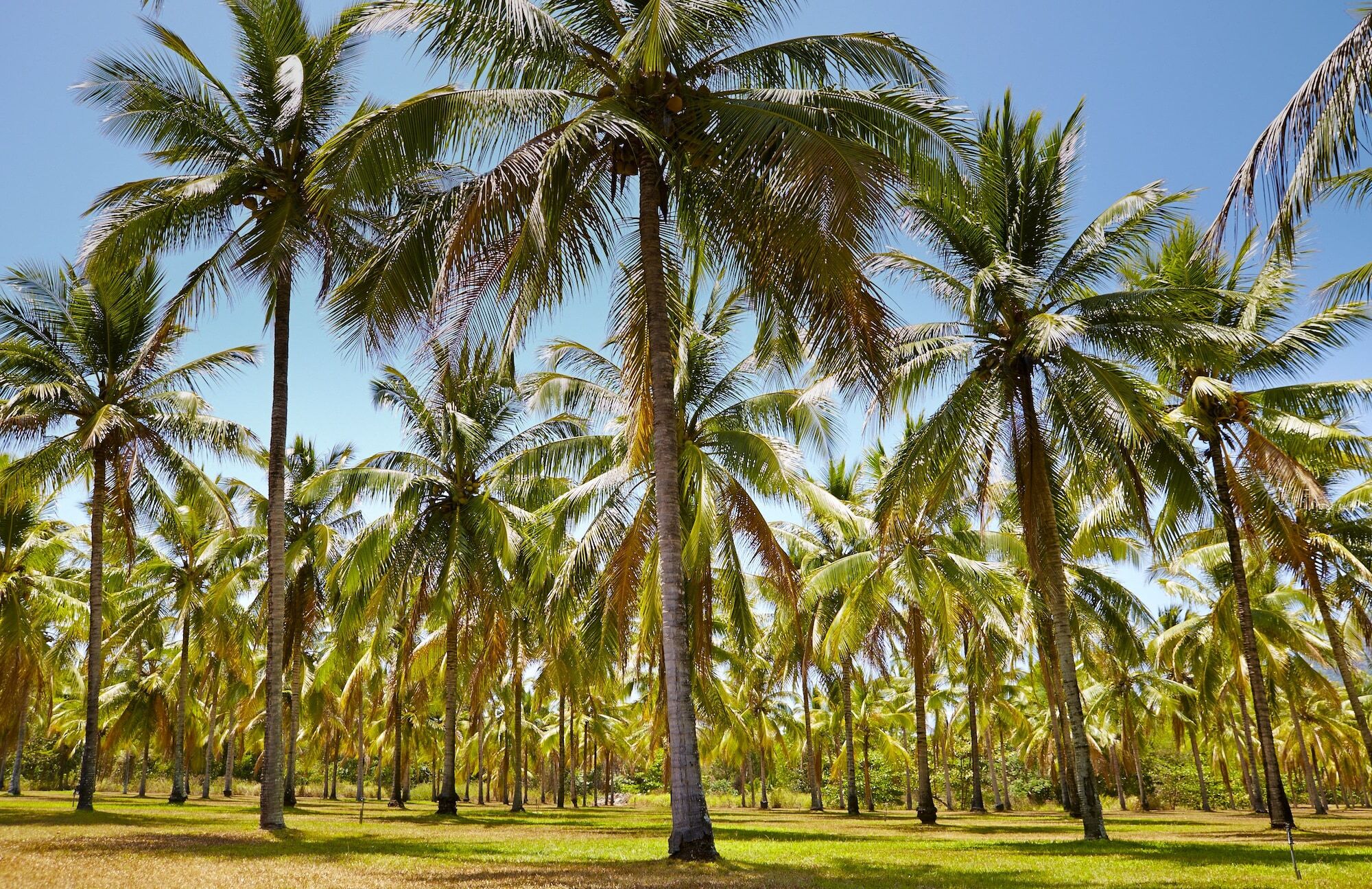 Thala Beach Nature Reserve Port Douglas Exterior photo